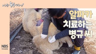 [나는농부다 285회] 알파카 치료하는 병규 씨