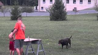 preview picture of video 'Dog catching firework in mouth'