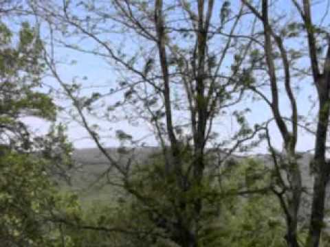 Virginia beauty - The Cider House Rules Theme - David Snell & John Lenehan