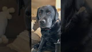 Daily convos with my black lab #funnydogs #funnydogvideos
