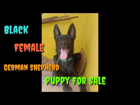 Black Female German Shepherd puppy For Sale // Cantact 📞 7676891171 // Location 📍Honnali, Davanagere