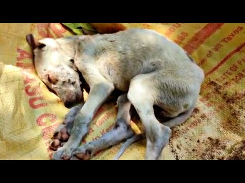 Dangerous Canine Distemper Virus Ruined A Little Pup Life | Recovered With Happiness