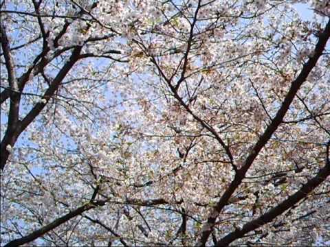 尺八 (しゃくはち)とは【ピクシブ百科事典】