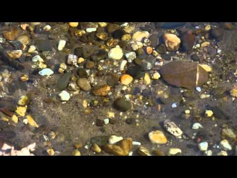 European brook lamprey   Lampetra planeri   Beekprik   The Netherlands   Luuk Punt   160312 2