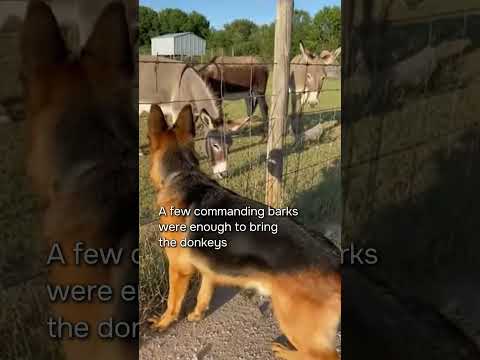 The Badger Made One Mistake