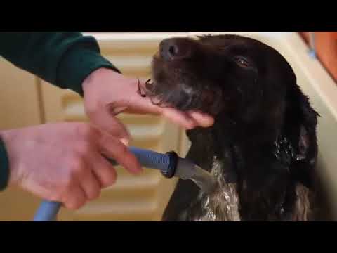 Dog wash kennels - Image 2