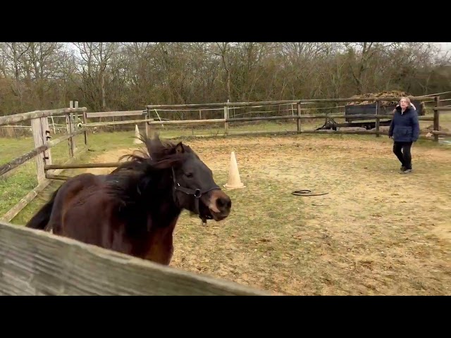 Ponette SF B de 4 ans par Movi Star Tilia