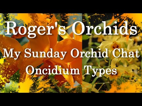 My Sunday Orchid Chat - Oncidium Types