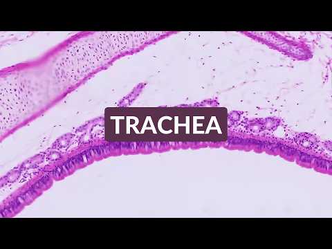 Histology Made Easy Trachea