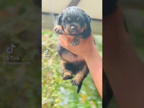 🐶🐶🐶🐶🐶🐶🐶