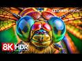Stunning 8K Dolby Vision HDR Experience Pure Visual Perfection 60fps