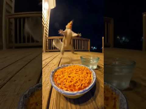 Squirrel tries spicy noodles 🍜 😋 Funny video #funnyvideo #funnyshorts #animals #spicy #noodles #yt