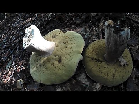 Ну що ж там у Горах з Білими Грибами / Well, what's in the Mountains with the White Mushrooms?