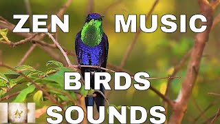 #ASMR 2021 relaxing ZEN music and birds sounds for sleep meditation focus, studying, yoga, spa ,