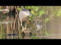 Rarely seen : Black-crowned Night Heron hunting / Kwak jaagt sluipend (Nycticorax nycticorax)