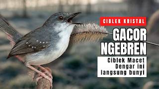 Download lagu Ciblek Kristal Gacor Ngebren Nembak Panjang-panjang | Pancingan Ampuh Ciblek Malas Bunyi dan Macet mp3