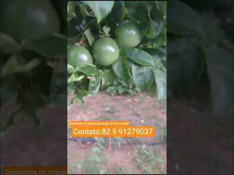 Maracujá pingo de ouro - Mauriti- CE