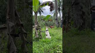 Download lagu Smart dog for hunting mp3