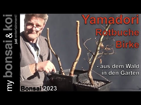 Bonsai 2023-1 - Birke und Rotbuche - zwei Wald-Yamadori und das erste Jahr