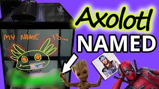 You Named My Axolotl!!!