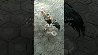 Download lagu wido cempaka tembus,Full katuranggan,ayam istimewa, mp3