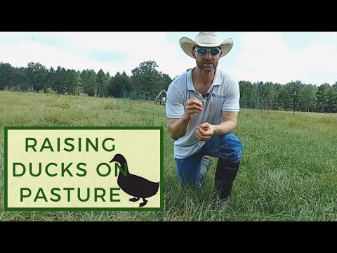 Raising Ducks on Pasture at Harvest Hills Ranch