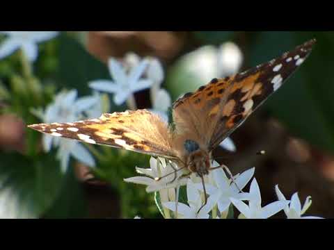 nature in my backyard episode 250 (HD)