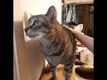 My Cat Loves Spanking
