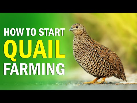 , title : 'QUAIL FARMING - All you need to know about Quail Bird Farming | How to Start Quail Farming Business'