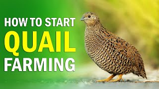QUAIL FARMING - All you need to know about Quail Bird Farming | How to Start Quail Farming Business