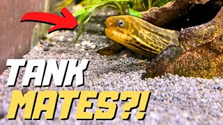Can You Have Tank Mates with Tiger Moray Eels ?