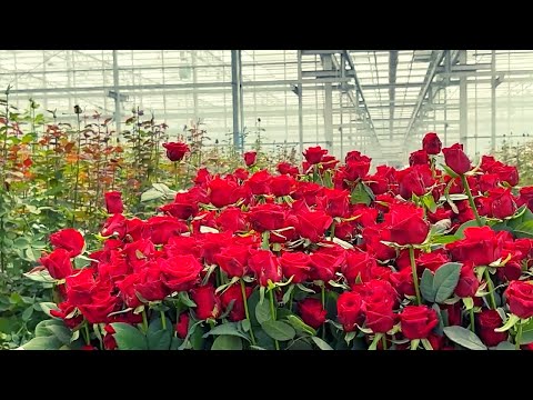 Roses Farm Agriculture Technology | Awesome Roses Harvest and Flower Processing in the Factory