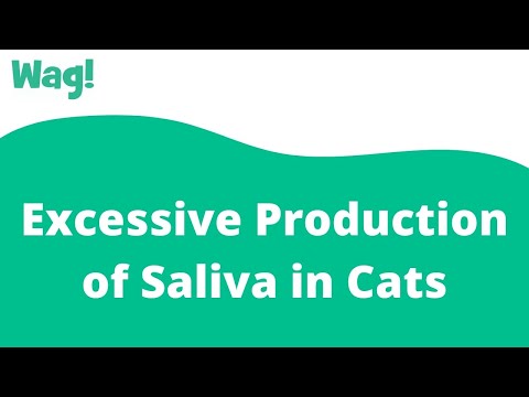 Excessive Production of Saliva in Cats | Wag!