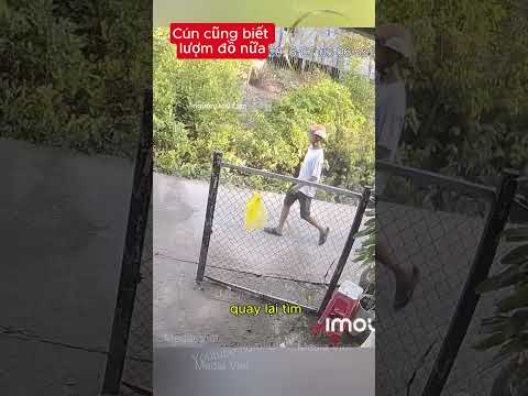 Cún cũng biết lượm đồ nữa