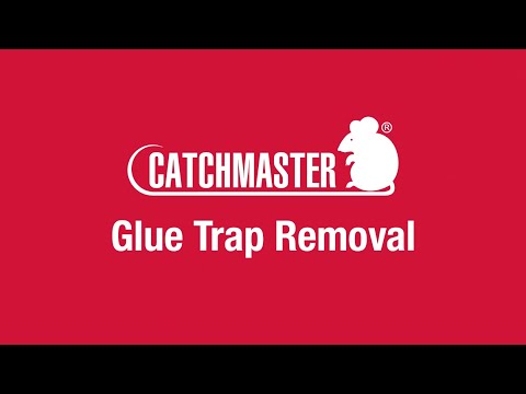YouTube video about: How to get glue trap out of carpet?