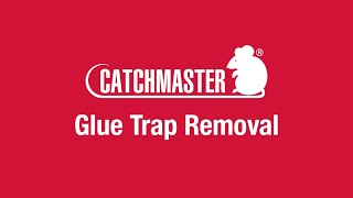 Glue Trap Removal