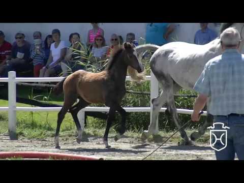 NF088 Hengstfohlen von Casall - Corrado I - Heraldik xx