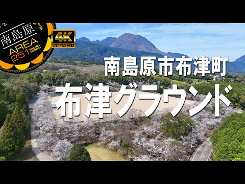 桜 2025￤布津グラウンド｜南島原市布津町