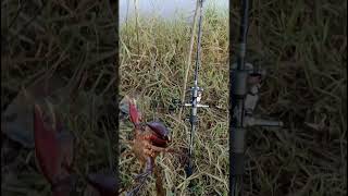 Download lagu daido kraven 1000 vs kepiting bakau.. #fishing #mancing #macingdasaran mp3