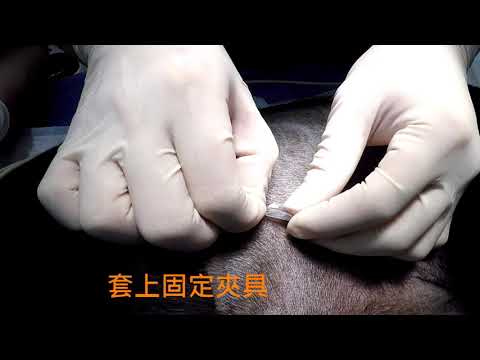 動物用經皮腎造瘻管套組