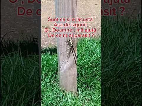 #shortvideo#versuri#Suflare este omul - Toma Adrian Frențiu