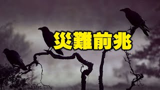 [問卦] 南京出現密密麻麻超大量烏鴉！災難前兆?