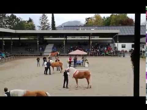 veulenveiling en hengstenshow Ebbs 2017 Fohlenhof Ebbs / Haflinger Pferdezuchtverband Tirol