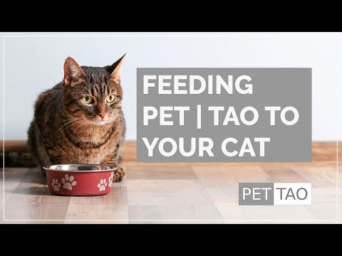Feeding PET | TAO to Your Cat - Chinese Food Medicine for Cats