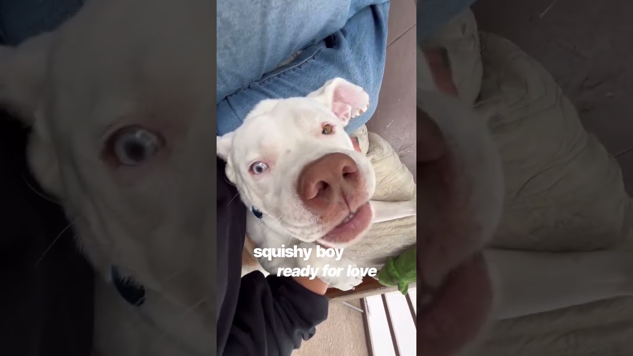 Enlarge Spike, a Adoptable mixed breed in Burbank, CA video 6/6