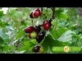 Auksuotasis serbentas (lot. Ribes aureum Pursh) Auksuotasis serbentas (lot. Ribes aureum Pursh)
