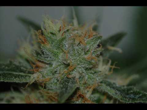 Sylk E Fine, Bizzy Bone & Snoop Dogg - Ya Style