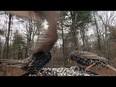 Blue Jays, Mourning Dove and Starlings