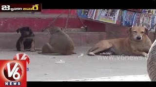 Jajjanakare Janaare | Monkey and Dog Funny Talk | V6 News