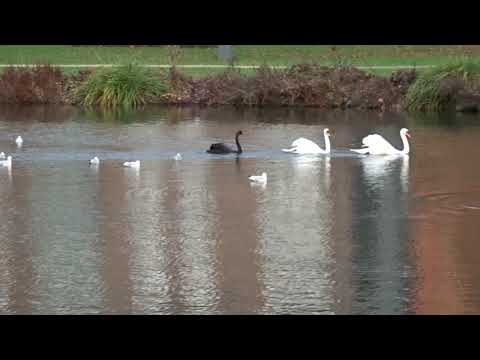 Vredig kerstplezier op de prachtige vijver van Meerssen.
